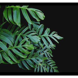 Obraz Monstera 50×70 cm 16553 Obraz Monstera 50×70 cm 16553