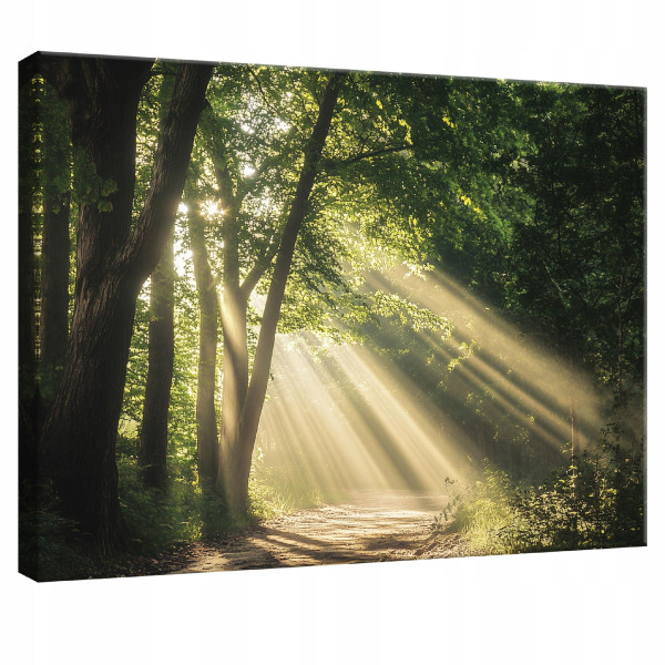 Obraz Na Płótnie Ścianę Las Natura Drzewa Do Sypialni Salonu Kuchni 60X40 517671