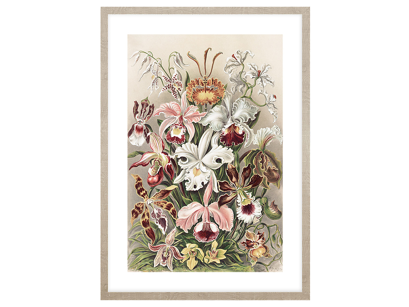 Obraz Orchidea II 50x70 cm 193778