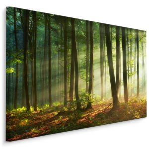 Obraz piękny poranek w lesie 30x20cm 787263 Obraz piękny poranek w lesie 30x20cm 787263