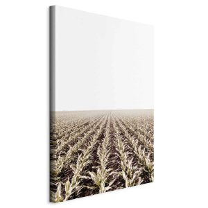 Obraz Pole kukurydzy 40 x 60 cm 608409 Obraz Pole kukurydzy 40 x 60 cm 608409